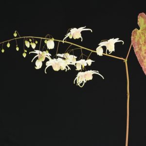 Epimedium 'Elenwe'