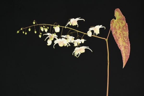 Epimedium 'Elenwe' Epimedium 'Elenwe'