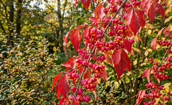 Euonymus europaeus 'Red Cascade'