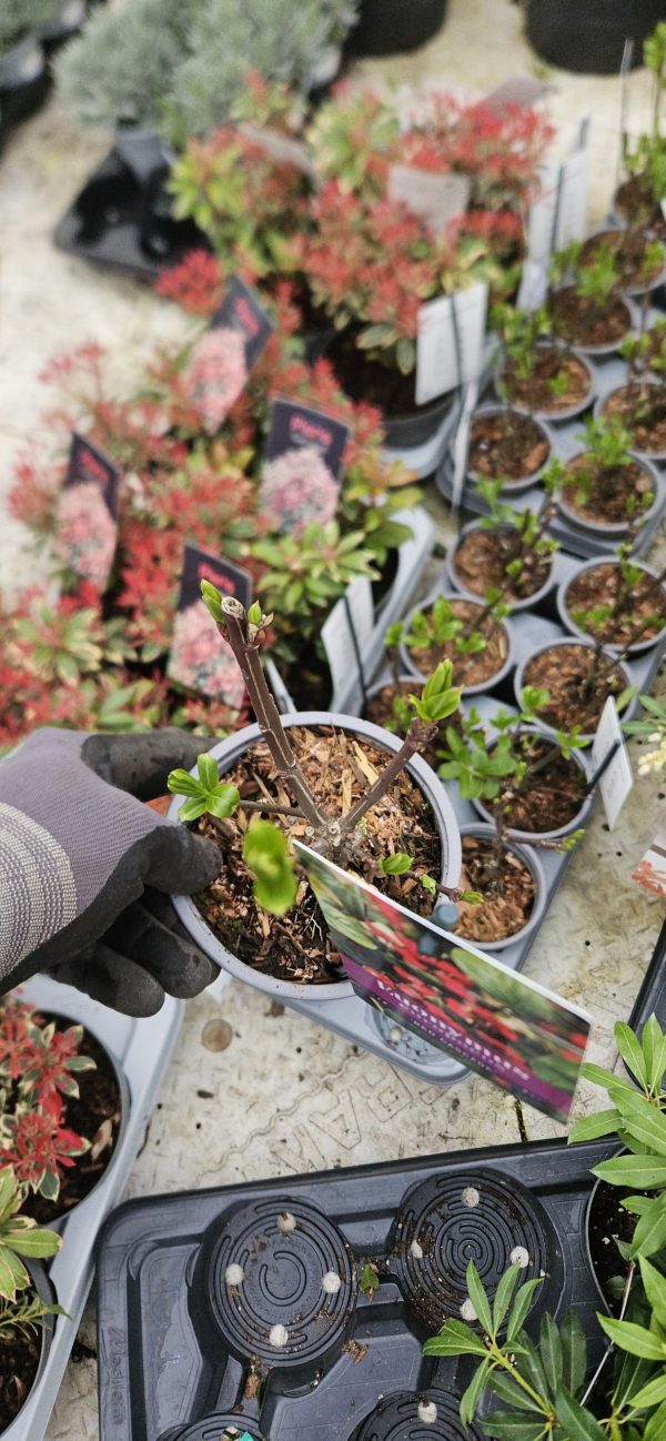 Euonymus europaeus 'Red Cascade'