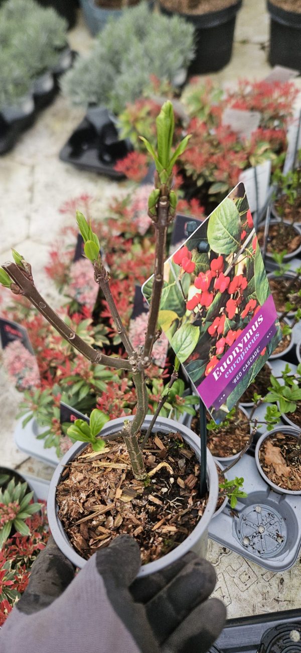 Euonymus europaeus 'Red Cascade'