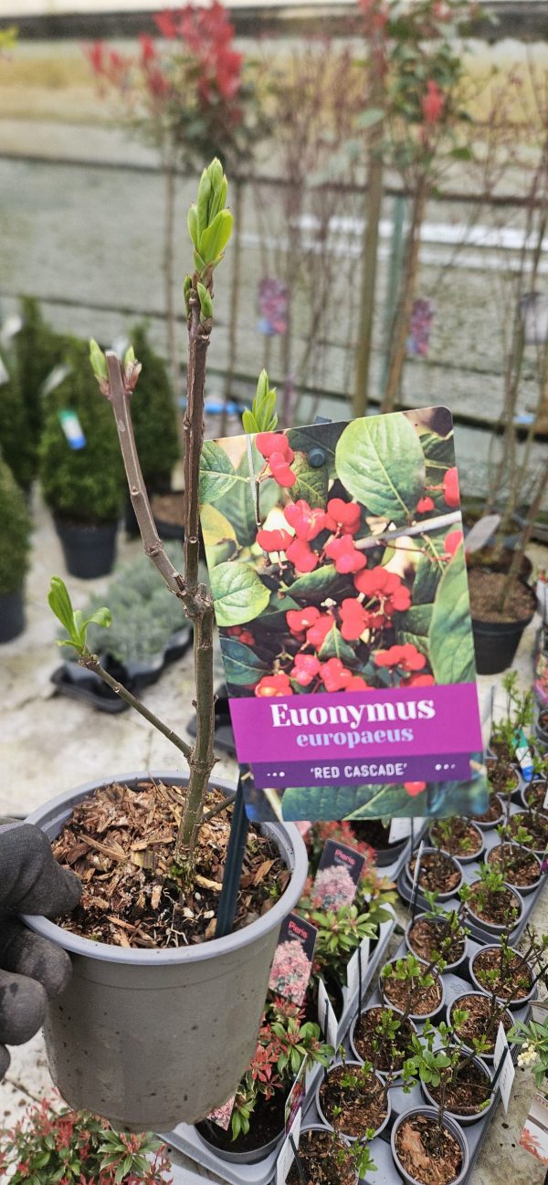 Euonymus europaeus 'Red Cascade'