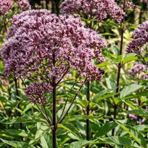 Eutrochium maculatum 'Eureka'