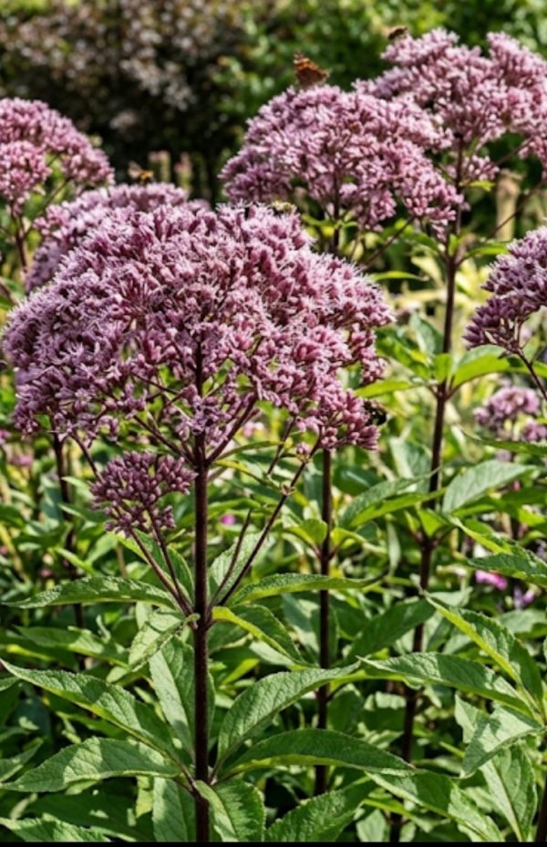 Eutrochium maculatum 'Eureka'