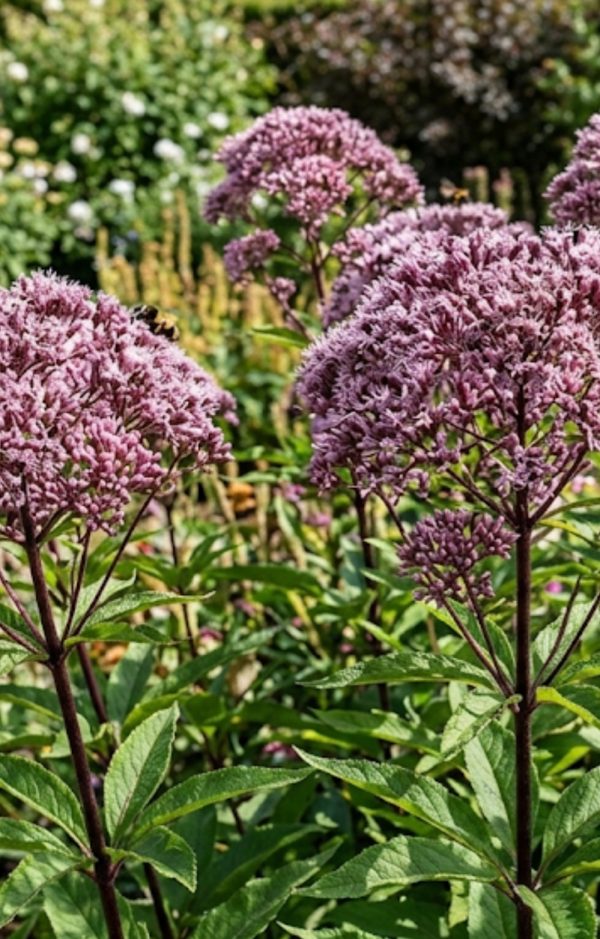 Eutrochium maculatum 'Eureka'