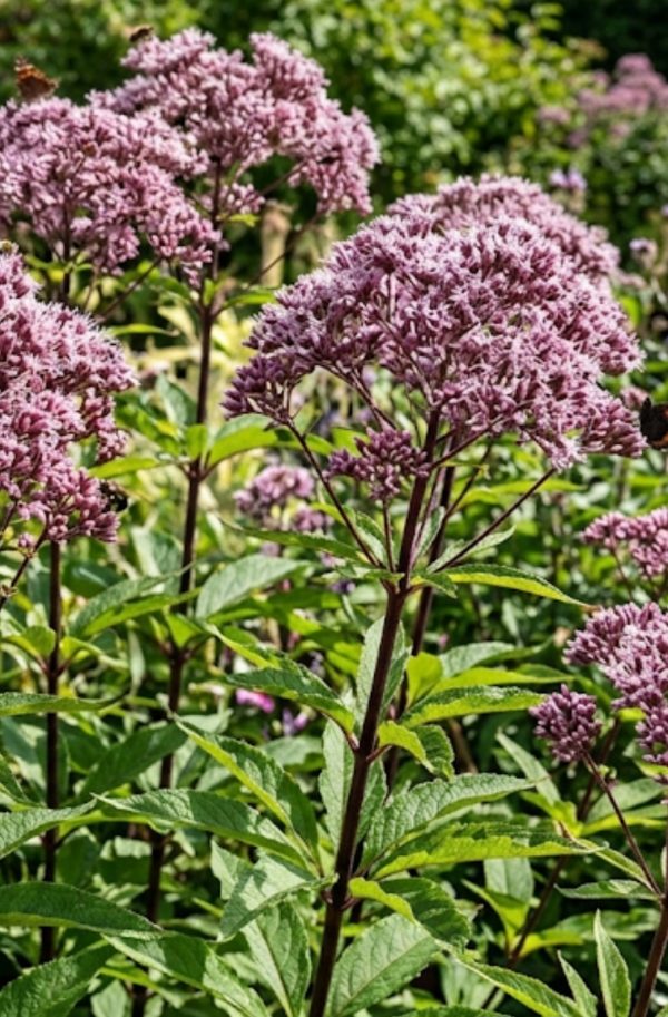 Eutrochium maculatum 'Eureka'