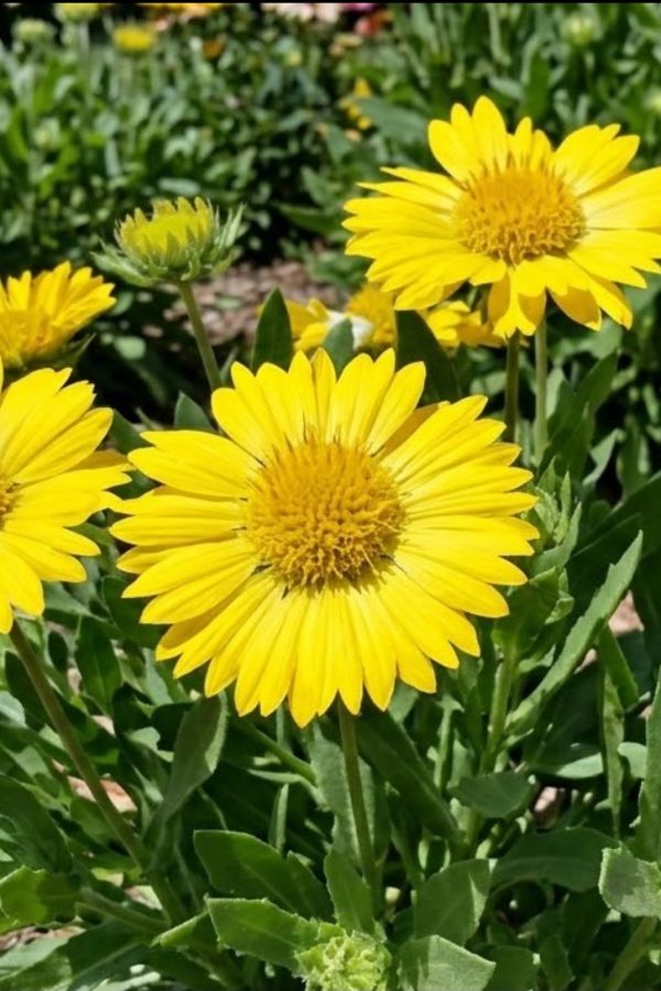 Gaillardia aristata Pursh 'Maxima Aurea'
