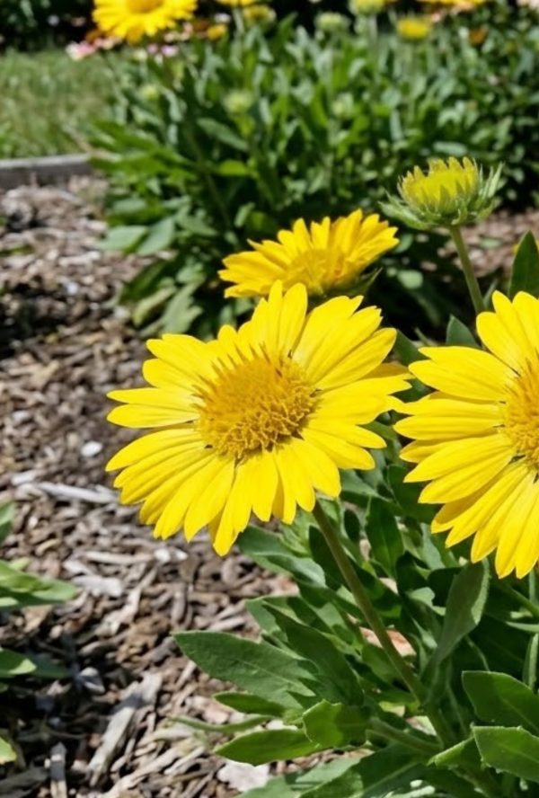 Gaillardia aristata Pursh 'Maxima Aurea'
