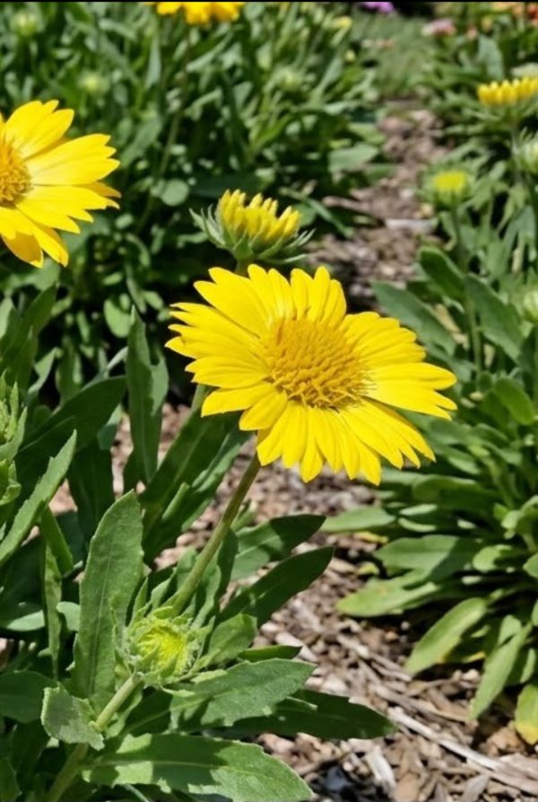 Gaillardia aristata Pursh 'Maxima Aurea'