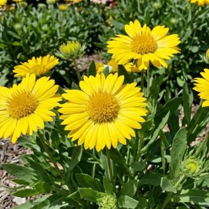 Gaillardia aristata Pursh 'Maxima Aurea'