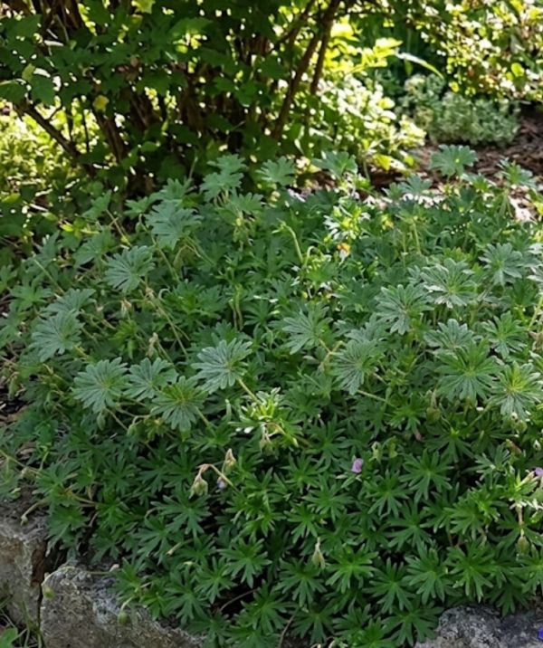 Geranium sanguineum 'Frivolius Pink'