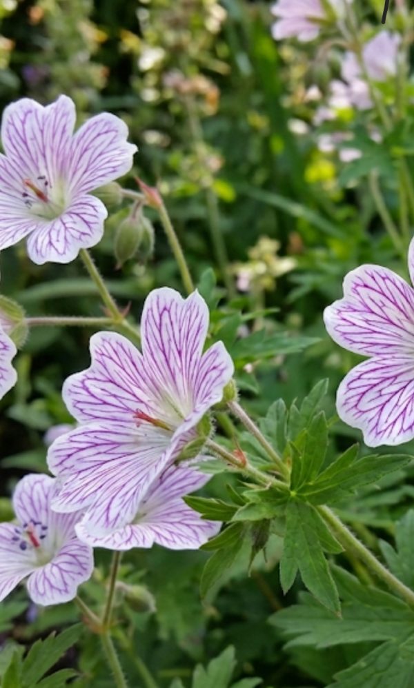 Geranium versicolor