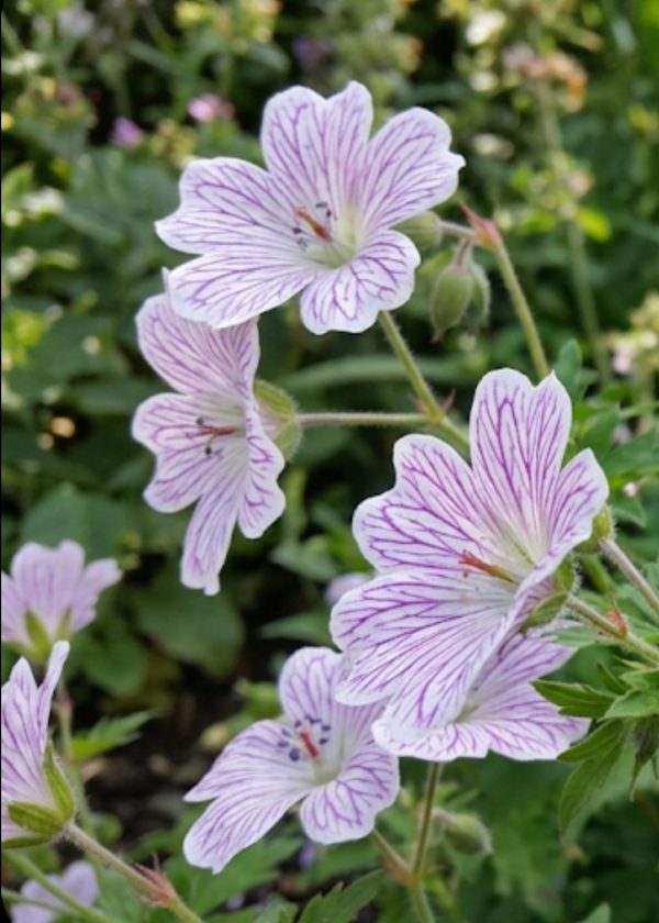 Geranium versicolor