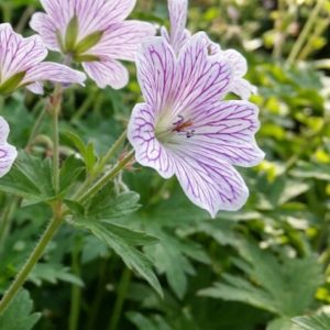 Geranium versicolor