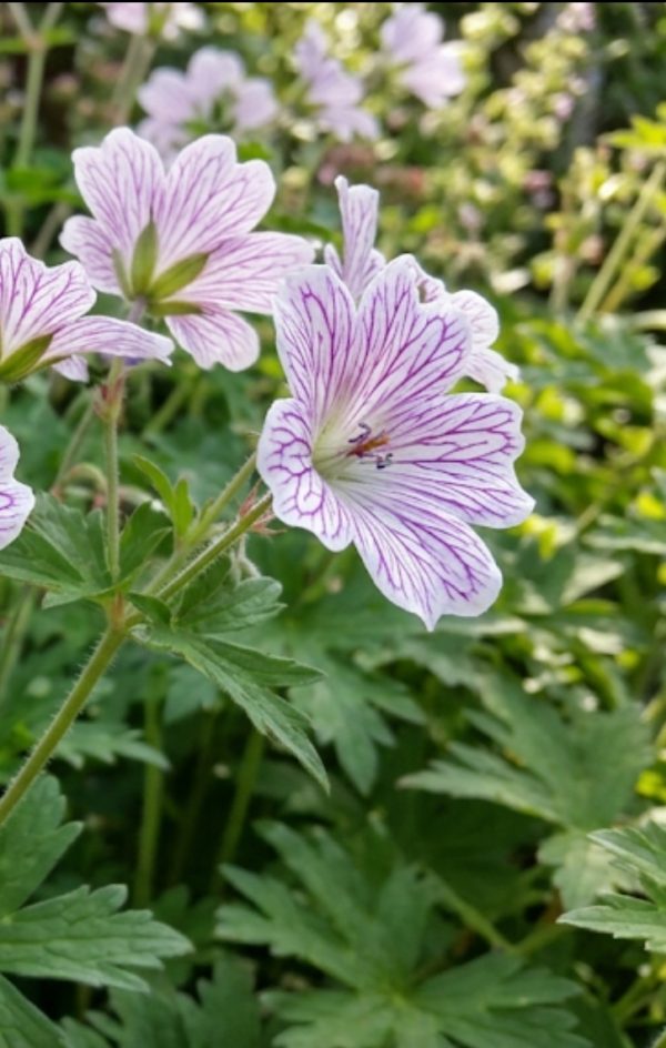 Geranium versicolor