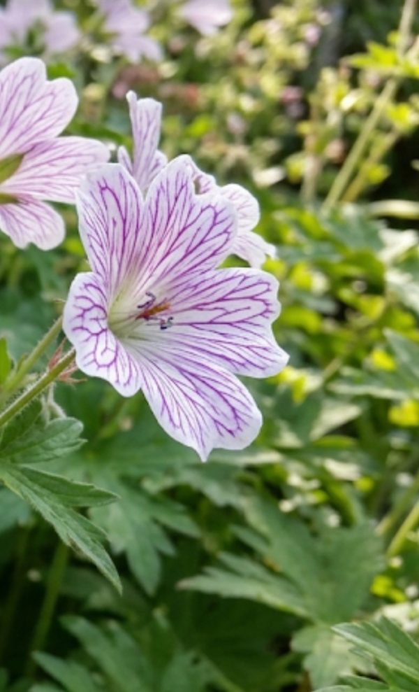 Geranium versicolor