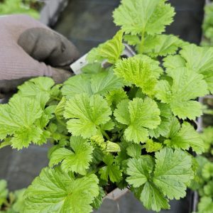 Geum 'Golden Joy'