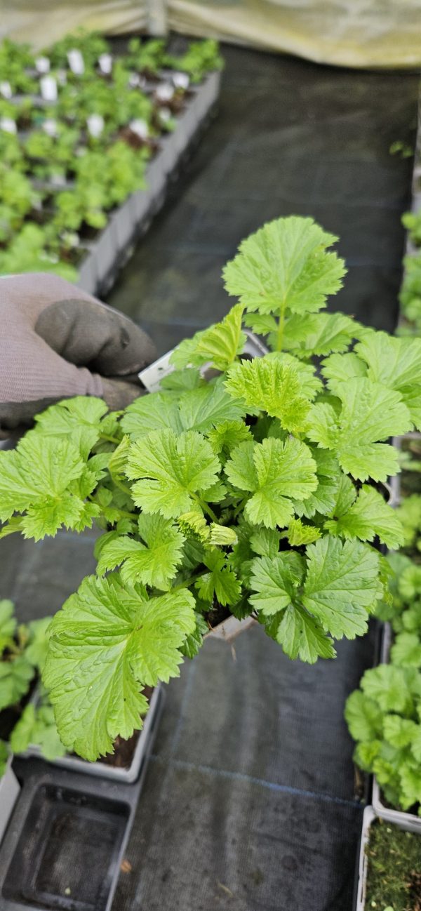 Geum 'Golden Joy'