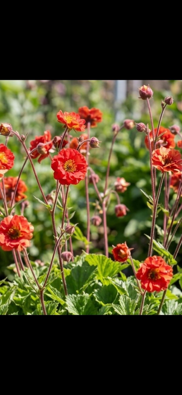 Geum 'Grande Rosso'