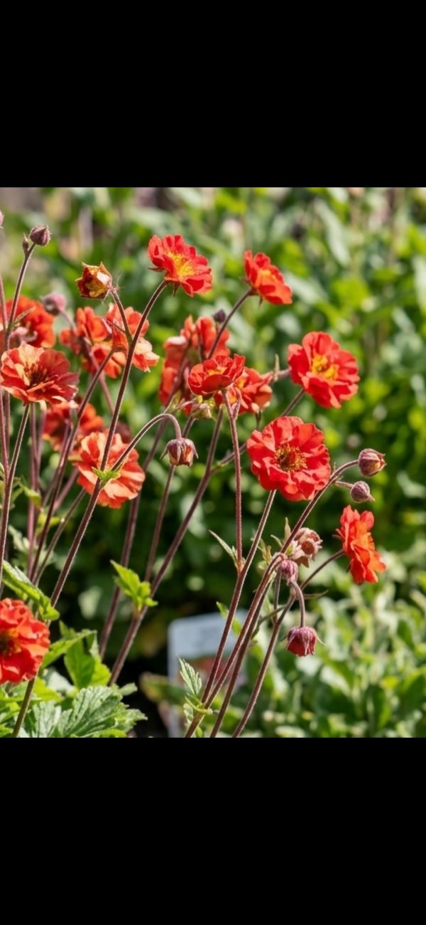 Geum 'Grande Rosso'