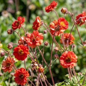 Geum 'Grande Rosso'