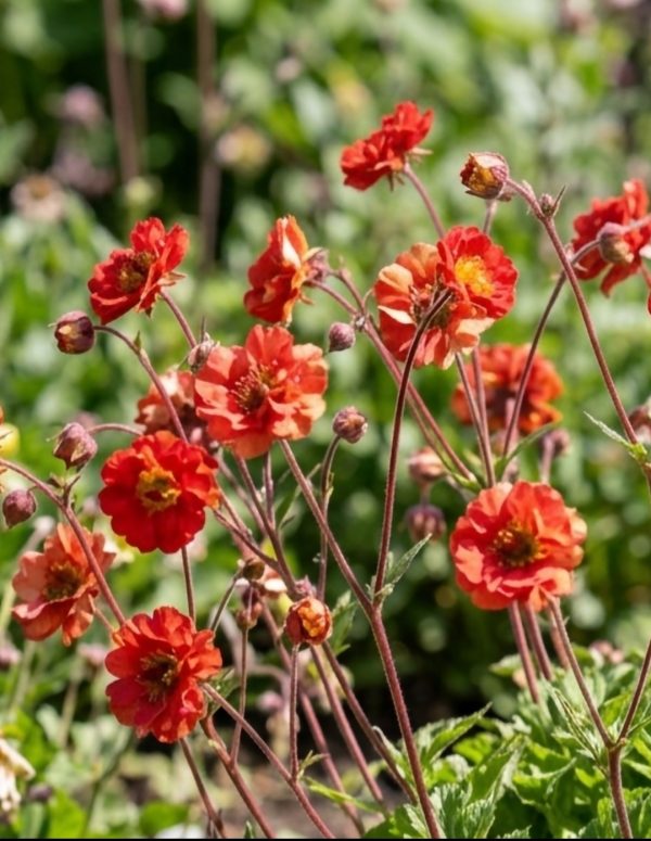 Geum 'Grande Rosso'