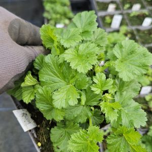 Geum 'Massimo Giallo'