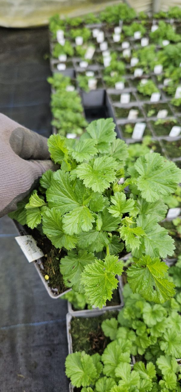 Geum 'Massimo Giallo'