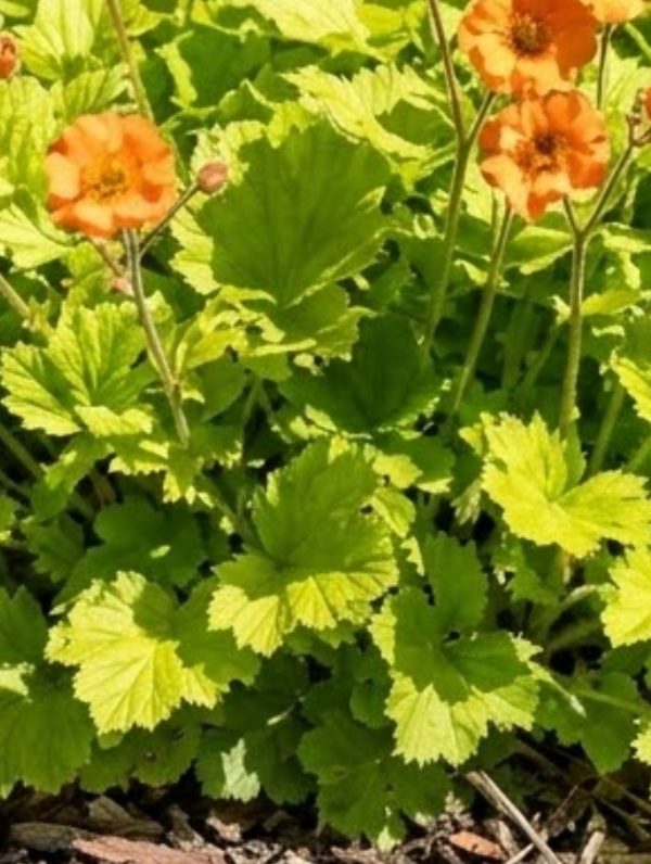 Geum 'Sunkissed Lime'