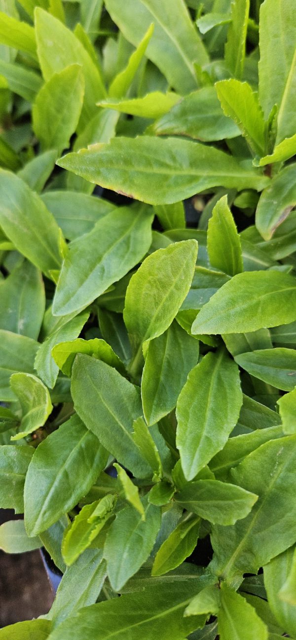 Helenium 'Okra Sundae'