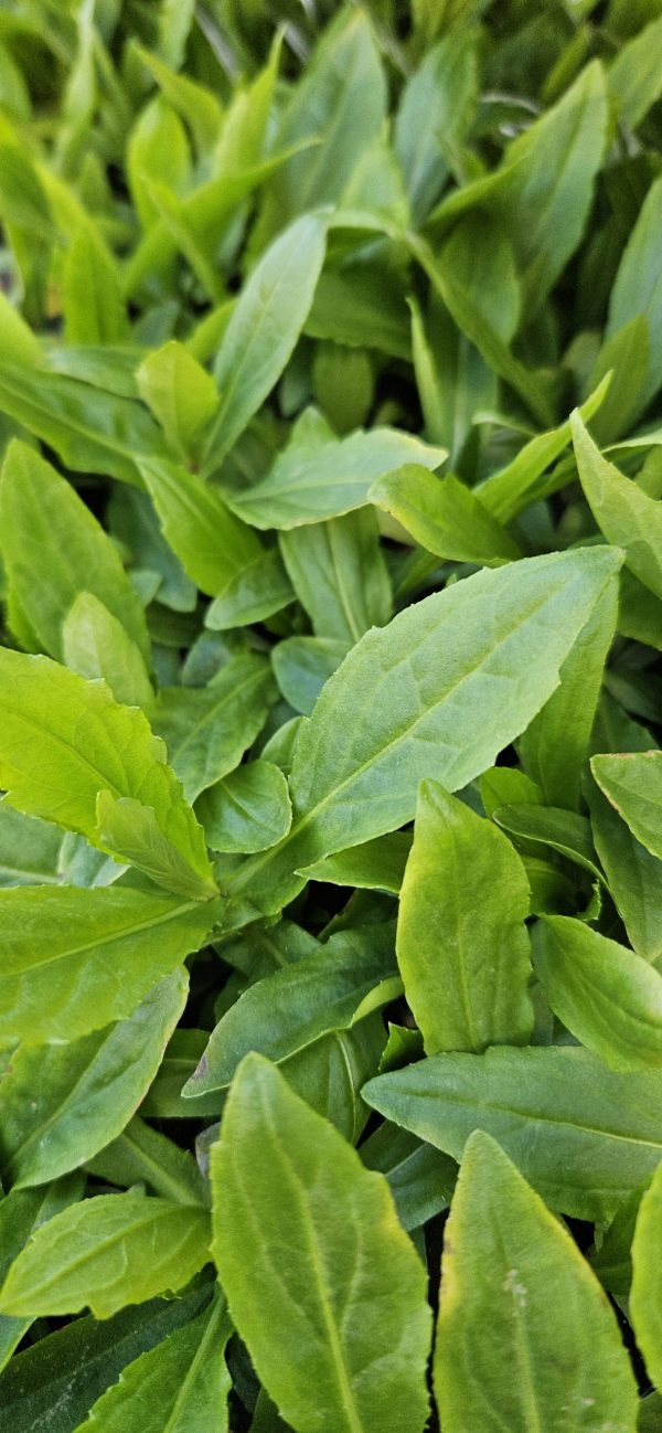 Helenium 'Okra Sundae'