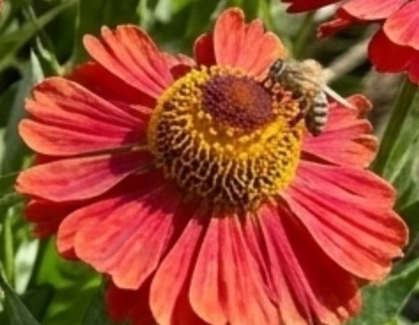 Helenium 'Strawberry Sundae'