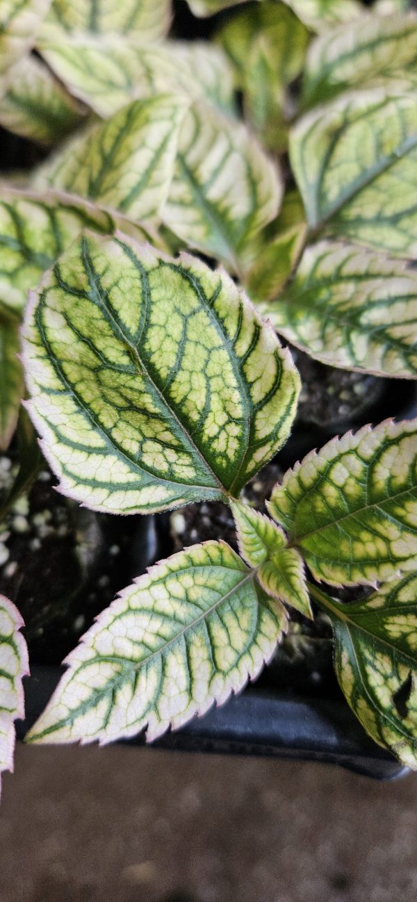 Heliopsis helianthoides 'Orange Marble'