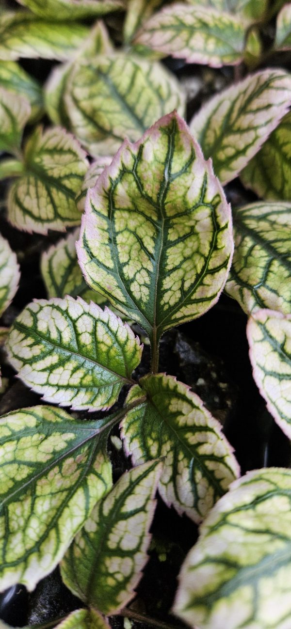 Heliopsis helianthoides 'Orange Marble'