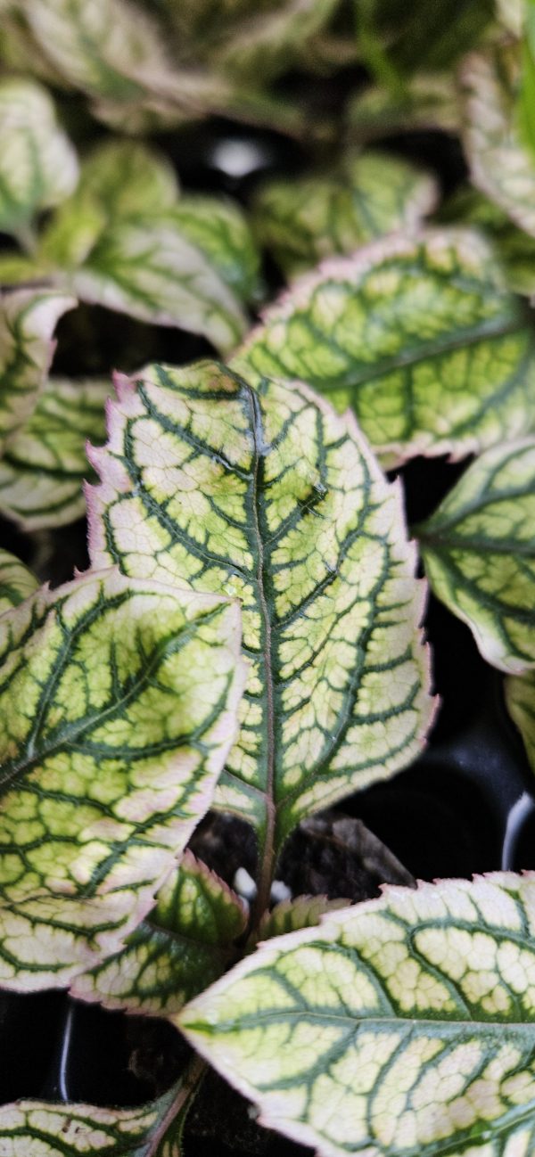 Heliopsis helianthoides 'Orange Marble'