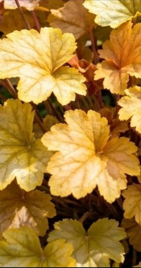 Heuchera 'Champagne'