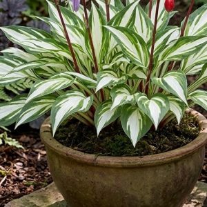 Hosta 'Cherry Berry'