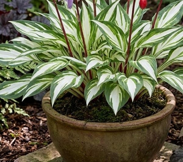 Hosta 'Cherry Berry'