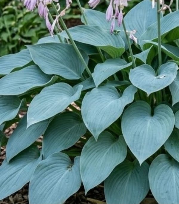 Hosta 'Fragrant Blue'