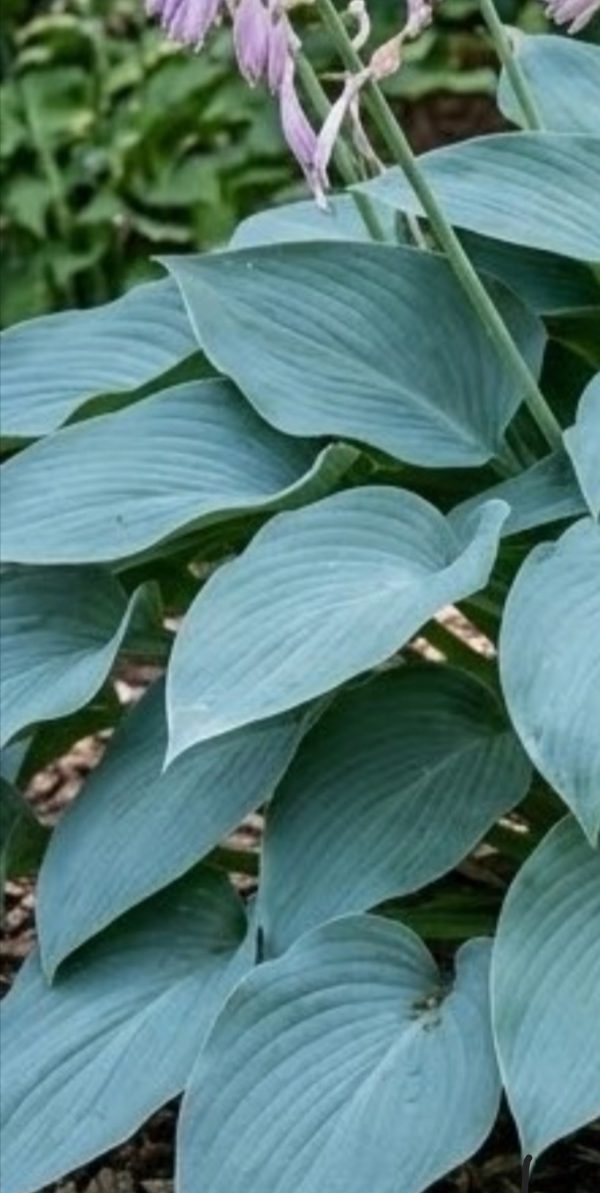 Hosta 'Fragrant Blue'