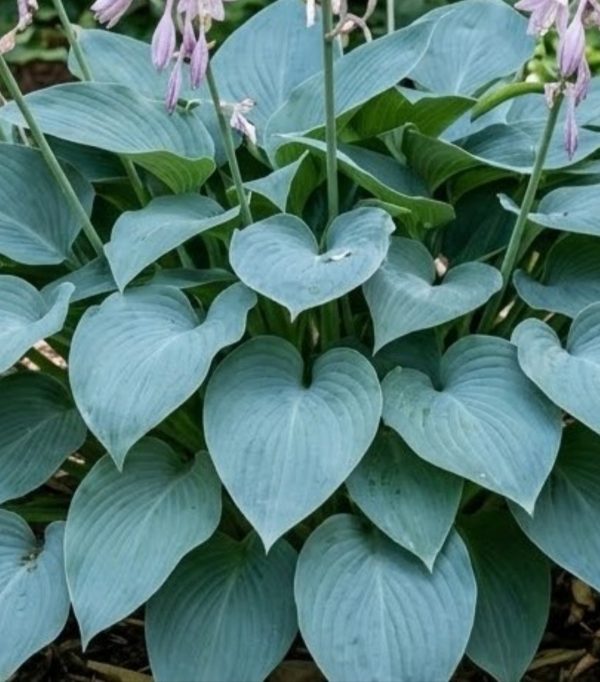 Hosta 'Fragrant Blue'
