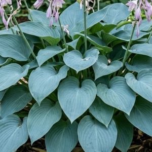 Hosta 'Fragrant Blue'