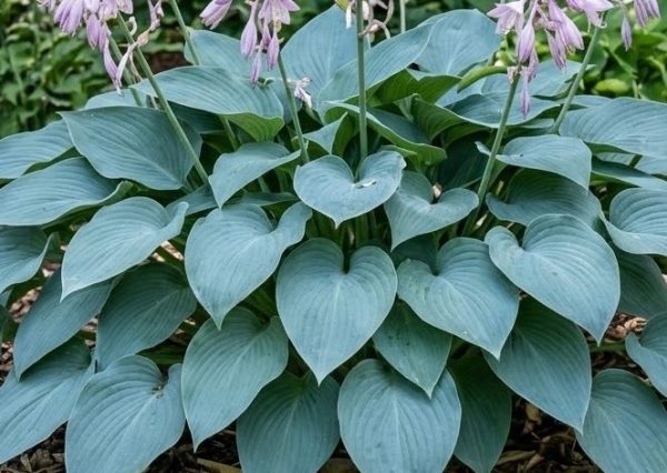 Hosta 'Fragrant Blue'