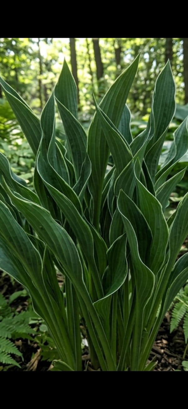 Hosta 'Praying Hands'