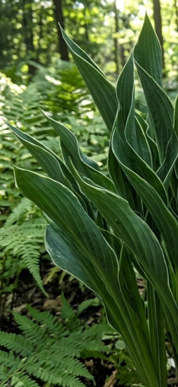 Hosta 'Praying Hands'