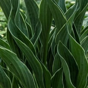 Hosta 'Praying Hands'