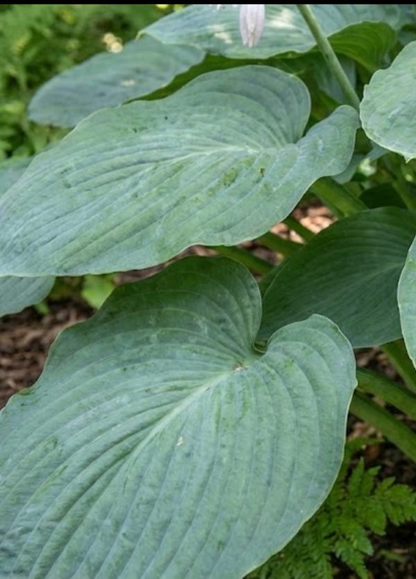 Hosta 'Prince of Wales'