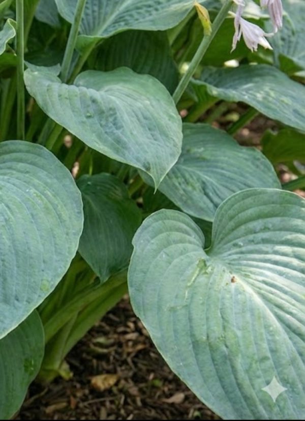 Hosta 'Prince of Wales'