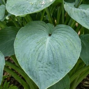 Hosta 'Prince of Wales'