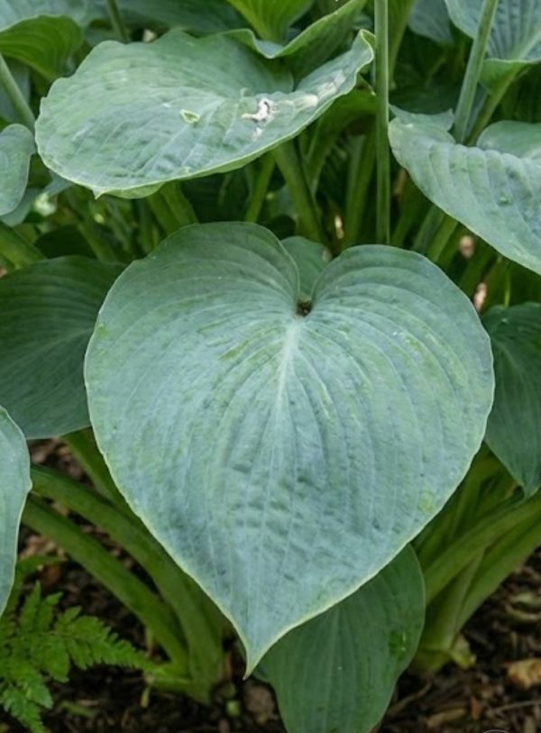 Hosta 'Prince of Wales'